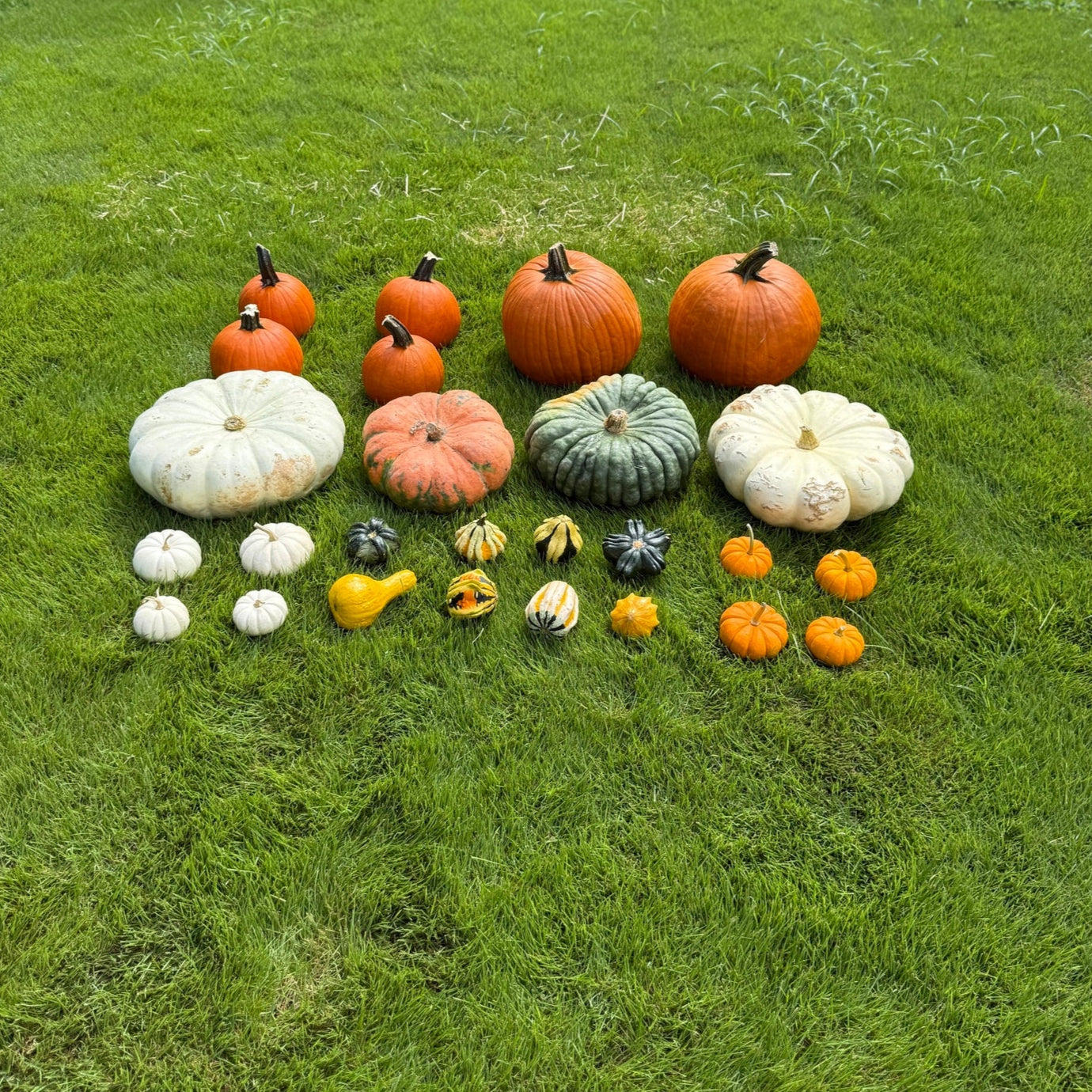 Package 1 Mini Harvest