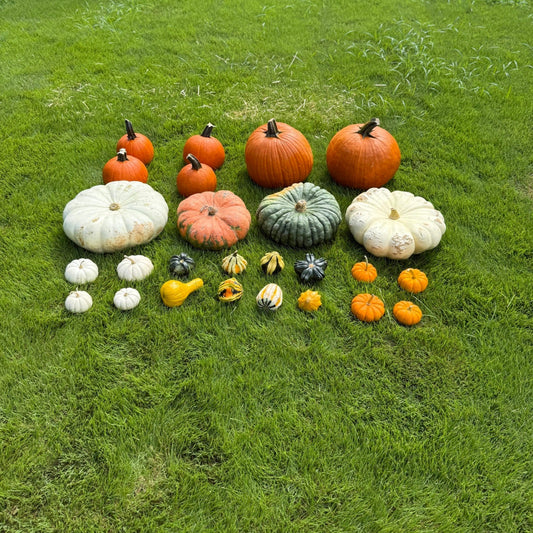 Package 1 Mini Harvest