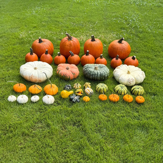 Package 2 Pumpkin Glow Up